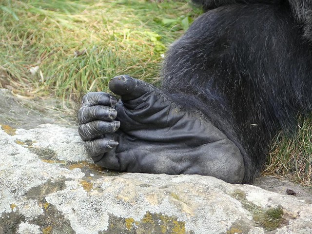 Gorilla Fatou, Zoo Berlin