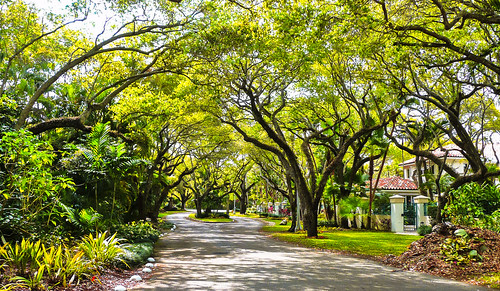 coralgables street trees walking walkingaround green afternoon outdoors miamifl neighborhood urbanexploration