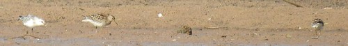 stauntonviewpark mecklenburgcounty johnhkerrreservoir sanderling pectoralsandpiper shorebird sandpipers shorebirds virginia birdwatching bird birding birder birds