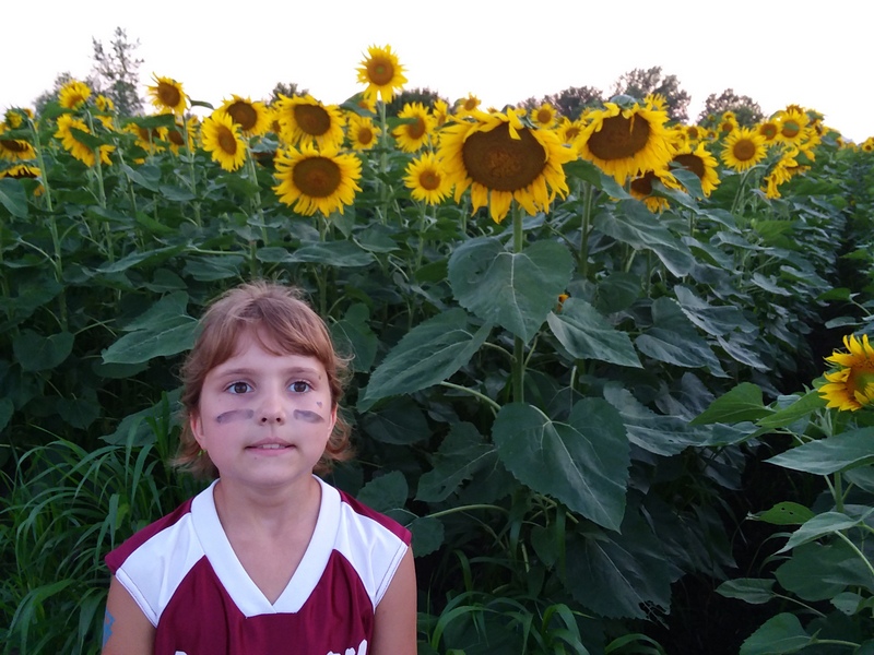 sunflowers (2)