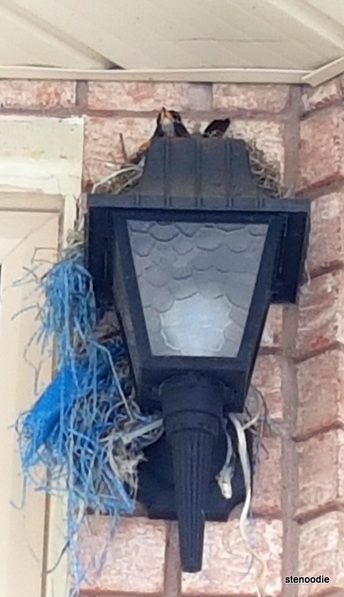  Nesting robin
