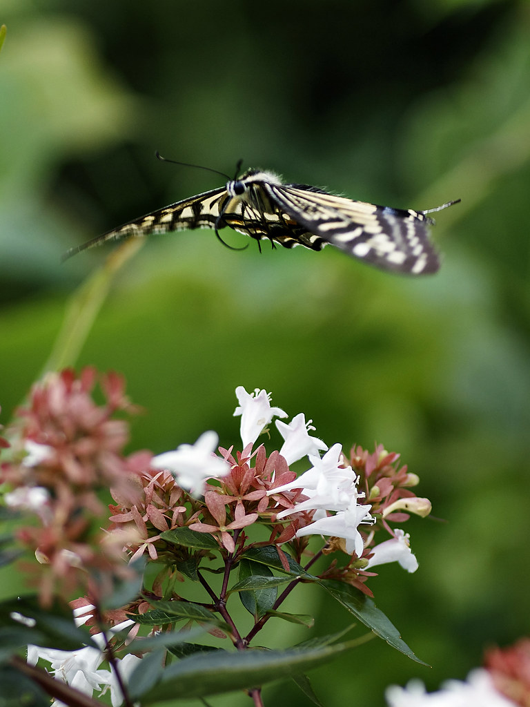 Swallowtail Butterfly in Flight