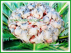 The sarcotestal and ovoid seeds of Cycas revoluta (Japanese Sago Palm, King Sago, Sago Cycad, Sago Palm), 14 Aug 2017
