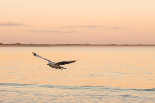 beachport bif bird fa77 pentaxk3 seagull seascape southaustralia sunset australia 77mm pentax