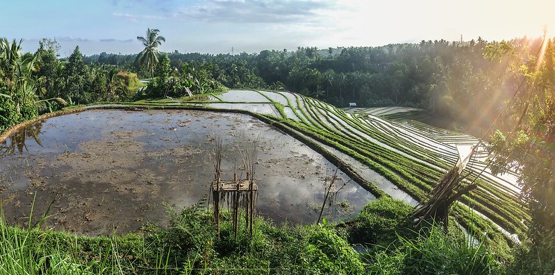 Bali, les rizières 36823189262_a397681659_c