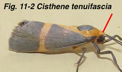 Fig 11-2 Cisthene tenuifascia_4964.JPG