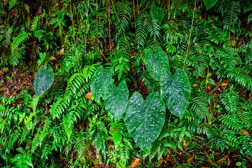 araceae boyacá helechos laalmenara santamaría bromelias instagram matapalos sotobosque vegetación colombia co understory green landscape bosquesubandino