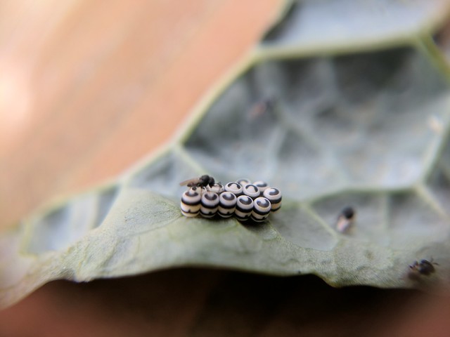 Cool insect eggs (Harlequin bug)
