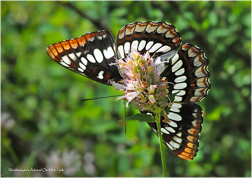 idaho fauna butterfly flora wildflower easleygulch snra woodrivervalley