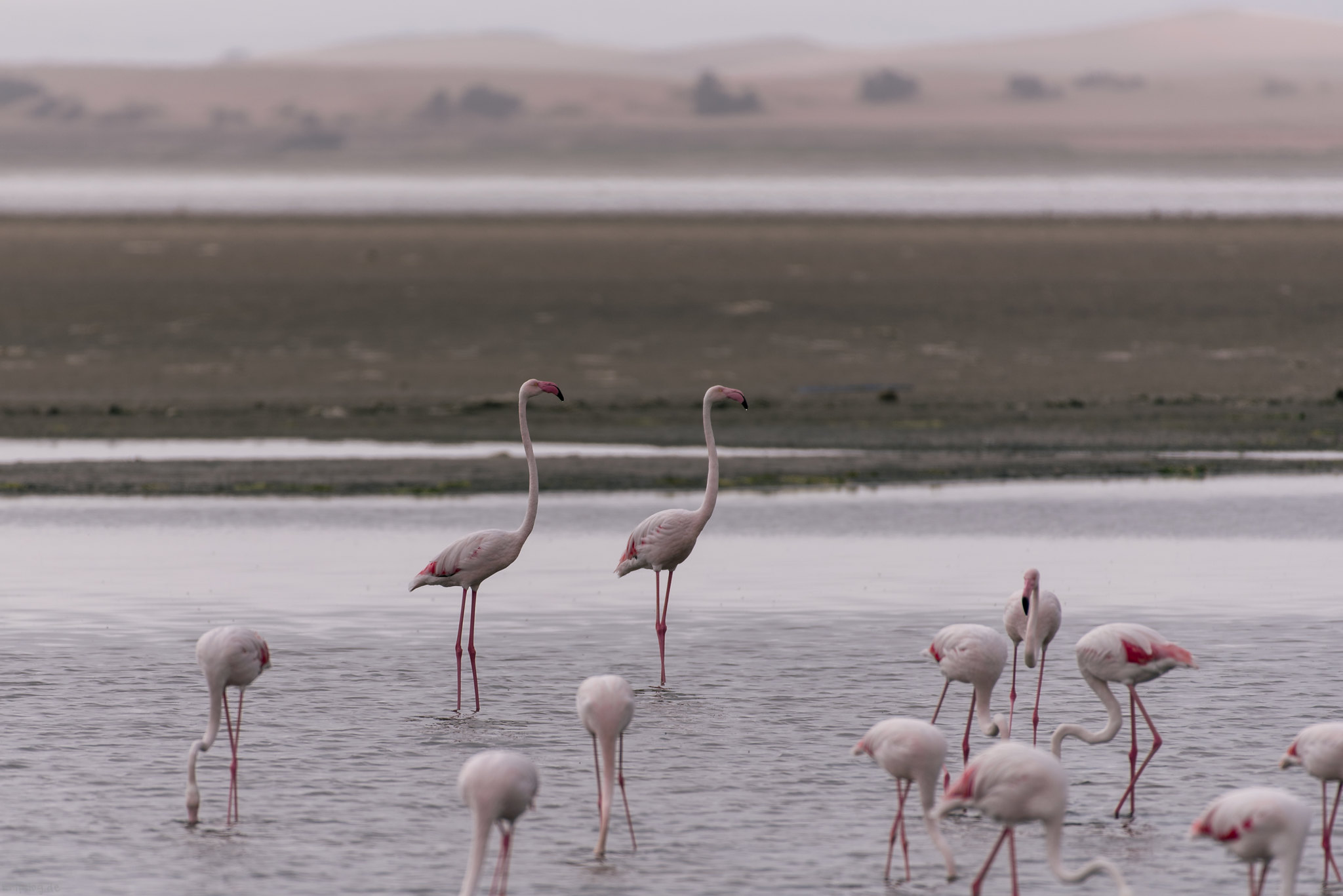 Flamingos drinking