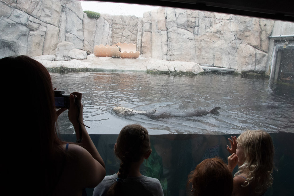 Sea otters at Monterey Bay Aquarium