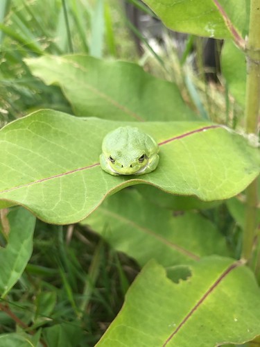 minnesota mn summer august 2017 milkweed commonmilkweed nature wildlife animal animals treefrog frog frogs