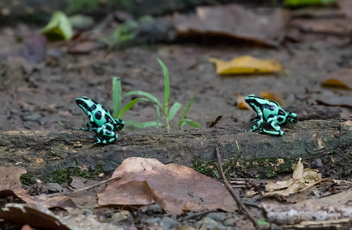Green-and-black Poison Dart Frog
