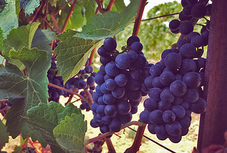 Rodney Strong Vineyards - Bunch of grapes