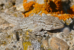 Common Wall Gecko (Tarentola mauritanica)(found by Jean NICOLAS)