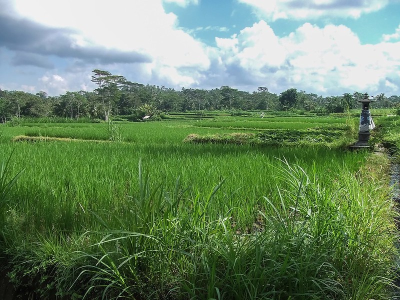 Bali, les rizières 36597832950_c3612ed0cb_c