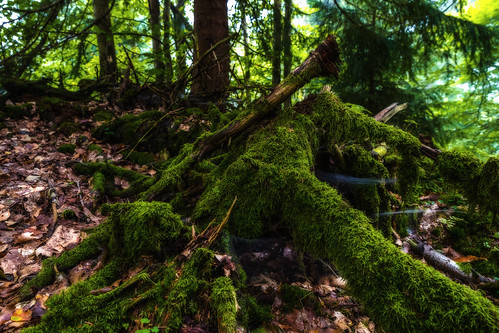 moss waldstein upper franconia germany tree landscape