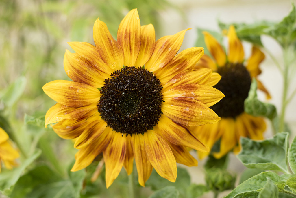 Sunflowers in July - Cambridge