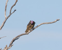 Male Western Bowerbird showing the nuchal crest