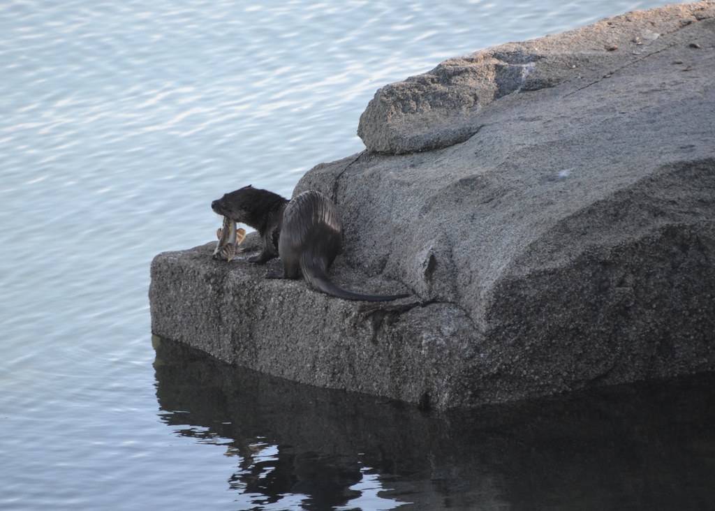 otter with sculpin