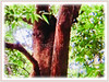 Syzygium antisepticum (Shore Eugenia, Gelam Tikus in Malay)