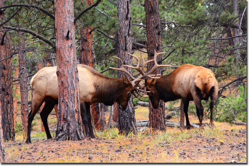 Elk at Rocky Mountain National Park (7)