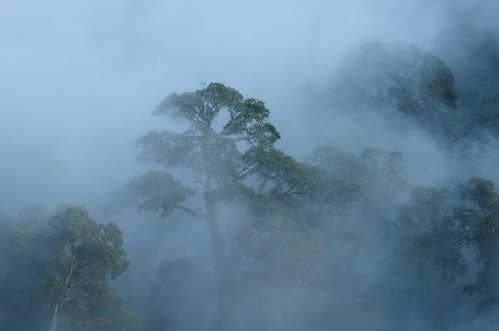 lahaddatu sabah malaysia my danumvalley borneo trees fog rainforest morning geotagged