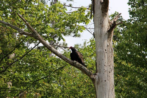 usa new york state sandy creek forest nature vulture wildlife