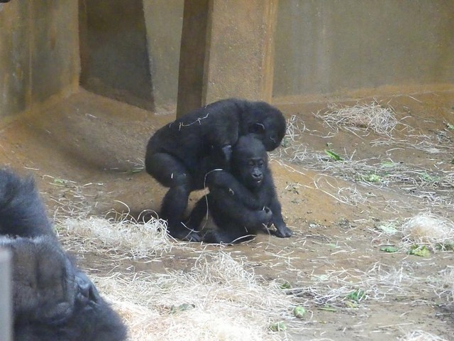 Gorillas, Zoo Hannover