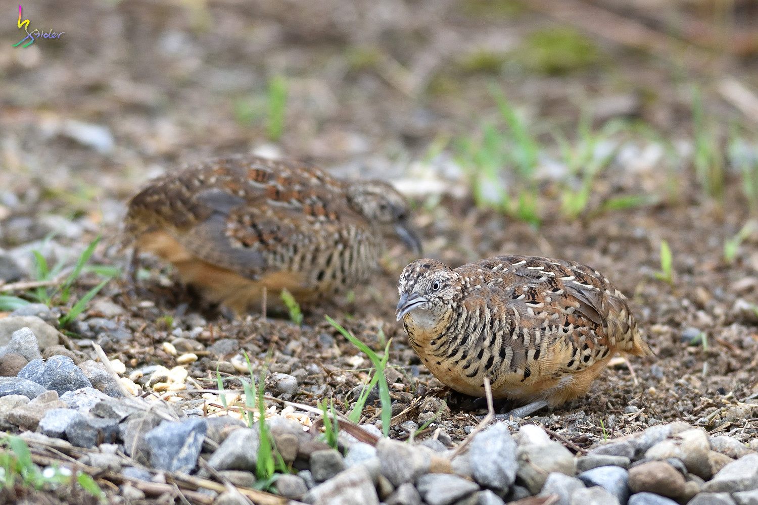 Barred_Buttonquail_3670