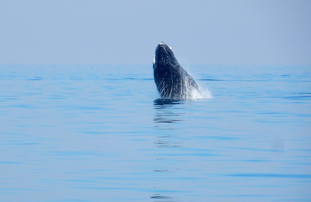 Hervey Bay, danza de ballenas - AUSTRALIA POR LIBRE: EL PAÍS DEL FIN DEL MUNDO (16)