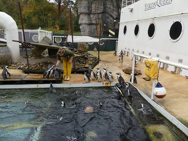 Pinguine, Zoo Hannover
