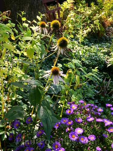 coneflowers and asters