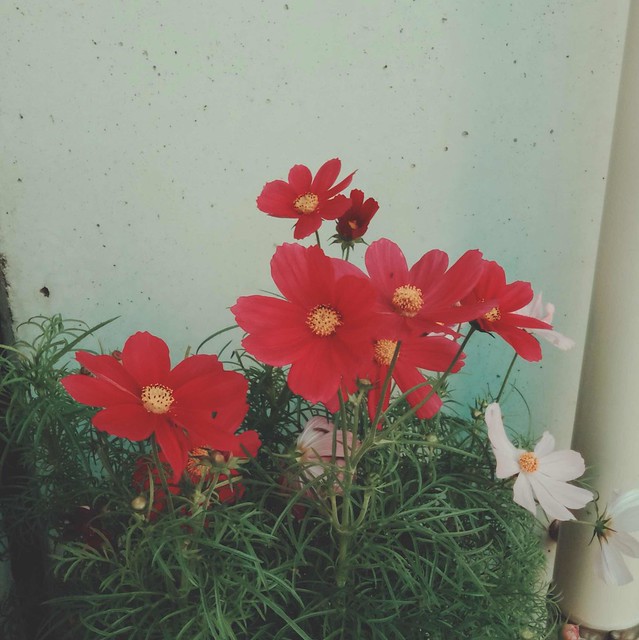 Red cosmos