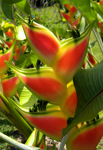 Red & yellow Heliconia along the jungle trail of Hanging Bridges near Arenal Volcano in Costa Rica