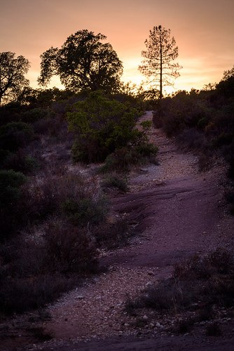 tree arbre path chemin coucher de soleil sunset nikon d750 france var