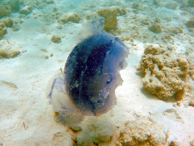 jellyfish bandos Maldives
