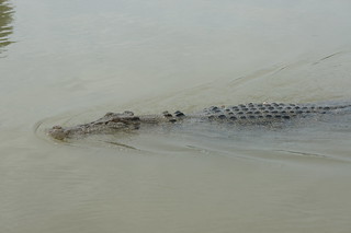 Jumping Crocodile Cruise