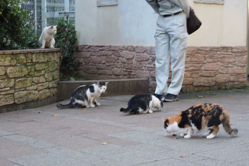 池袋駅前公園の猫。餌の時間の猫だまり。
