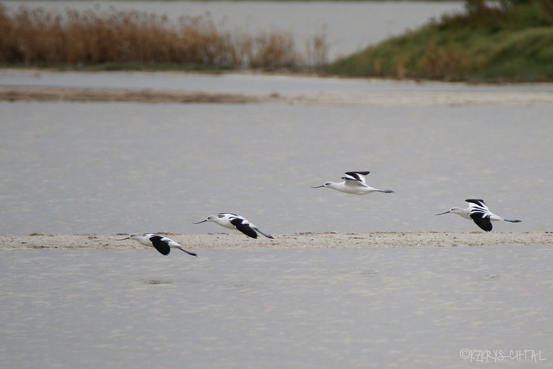 IMG_8564AmericanAvocets