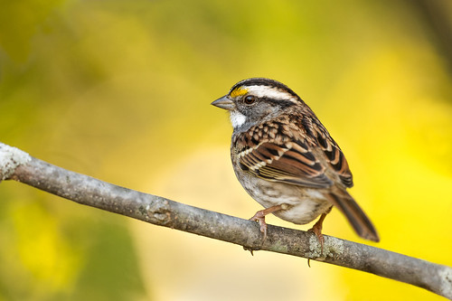 autumn songbird wildlife nature bird palmyracovenaturepark sparrow zonotrichiaalbicollis fall whitethroatedsparrow perch palmyra newjersey unitedstates us nikon d500
