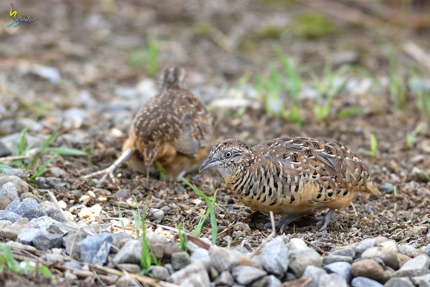 Barred_Buttonquail_3666