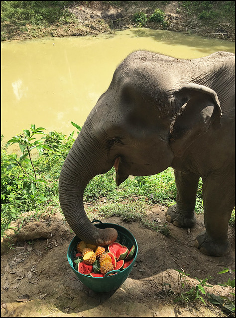 Visiting The Phuket Elephant Sanctuary | The Phuket Blog