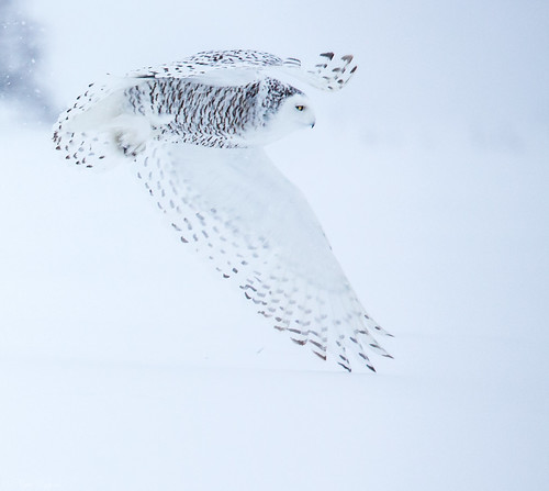 ottawa ontario canada ca snowyowl owl buboscandiacus bubo strigidae typicalowl trueowl nigelje
