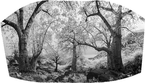 wadihinna dhofar oman adansoniadigitata baobab tree infrared