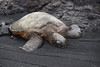 270 Schildpadden Black Sand Beach