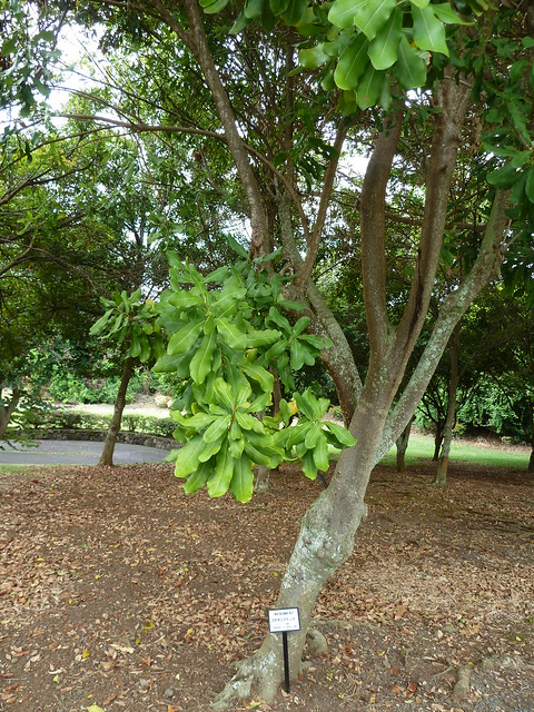 マカダミアココナッツの木