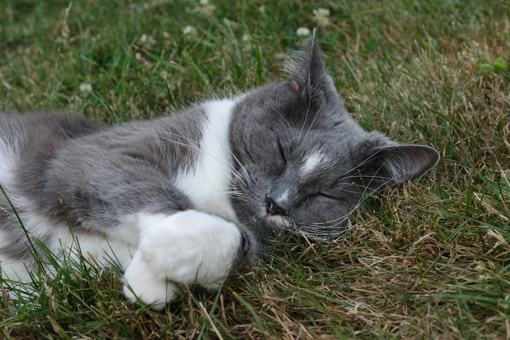 Our cat Templeton sleeps happily in the grass