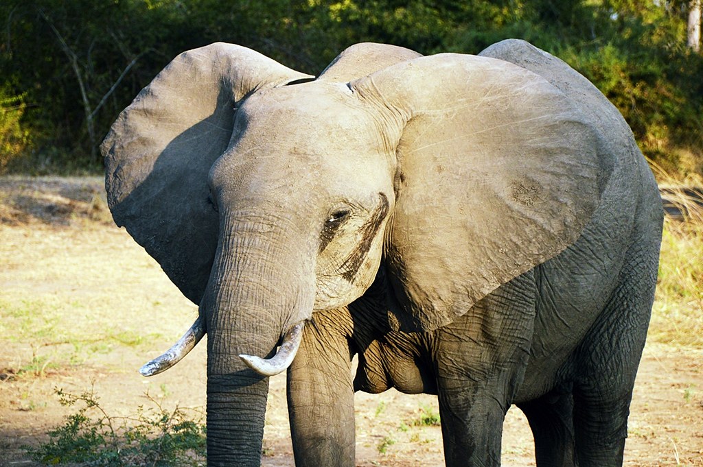Safari Sambia | Elefantti