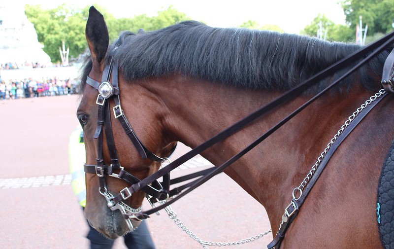 Police horse at Buckingham Palace